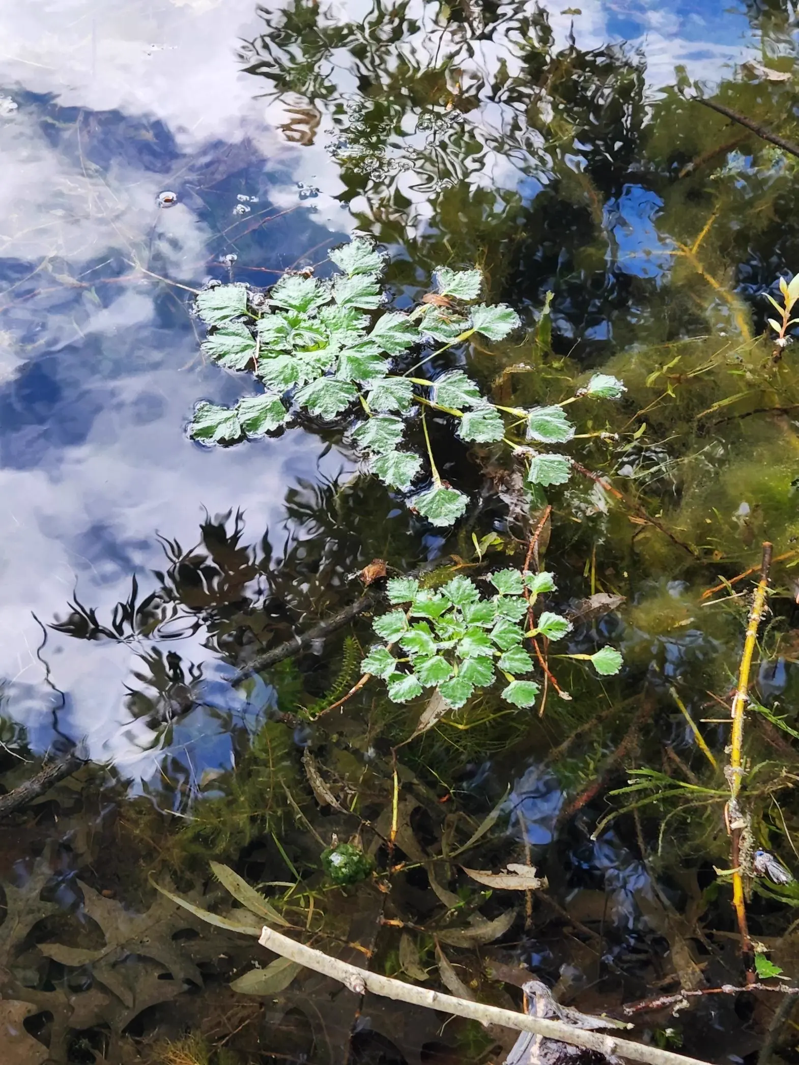 Aquatic invasive species on the lake surface